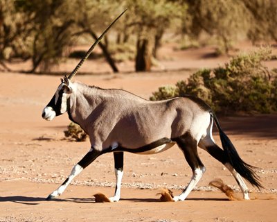 Oryx, Namibwoestijn, 2017 door Unbekannter Künstler