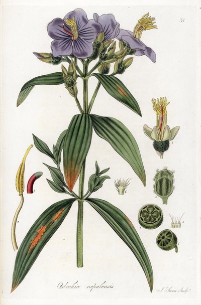 Osbeckia uit Nepal - Lithografie door J. Swan, naar een illustratie van William Jackson Hooker (1785-1865), extract uit Flora Exotic, Schotland door Unbekannter Künstler