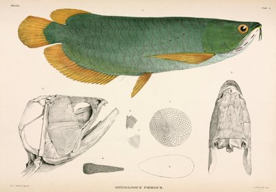 Osteoglossum formosum, Indonesië door Unbekannter Künstler