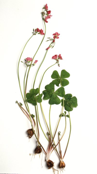 Oxalis tetraphylla/Oxalis deppei/Deppe