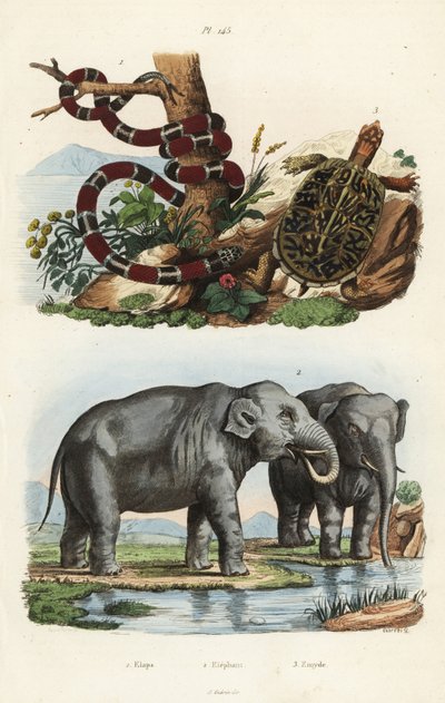 Geschilderde koraalslang, Micrurus corallinus, Indische olifant, Elephas maximus indicus, en gewone doosschildpad, Terrapene carolina door Unbekannt