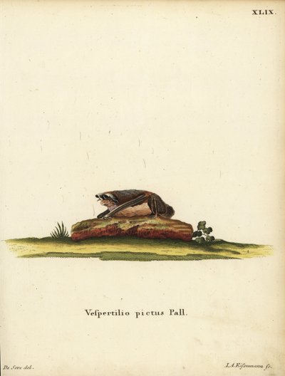 Geschilderde wollen vleermuis, Kerivoula picta. Vespertilio pictus Linn. Handgekleurde kopergravure door Jakob Andreas Eisenmann naar een illustratie van Jacques de Seve uit Johann Christian Daniel Schreber