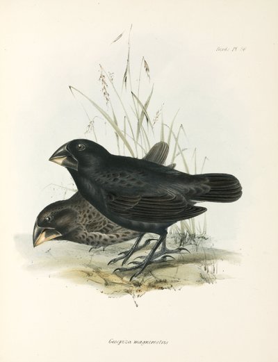 Paar grote grondvinken, Galapagos-eilanden, ca. 1832-1836 door Unbekannt