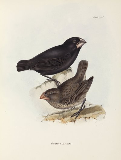 Paar vinken, Galapagos-eilanden, ca. 1832-1836 door Unbekannt