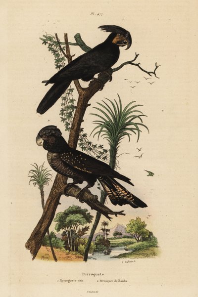 Palmkaketoe, Probosciger aterrimus, en roodstaartzwarte kaketoe, Calyptorhynchus banksii door Unbekannt