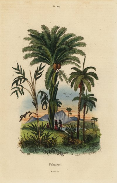 Palmbomen: dadelpalm, Phoenix dactylifera 1, Attalea soort 2, en Geonoma soort 3 door Unbekannt