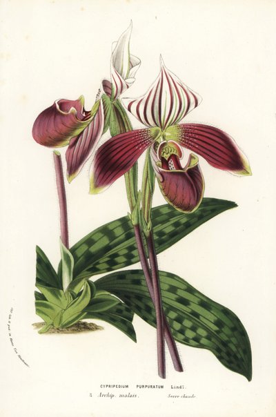 Paphiopedilum purpurpuratum orchidee (Cypripedium purpuratum). Handgekleurde lithografie uit Louis van Houtte en Charles Lemaire
