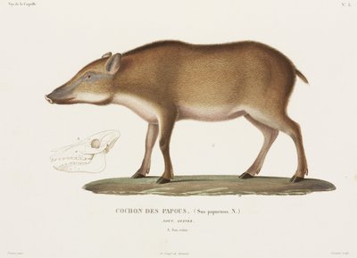 Papoea varken, Nieuw-Guinea door Unbekannter Künstler