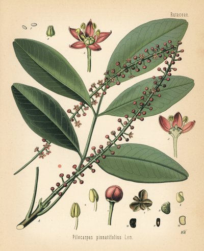 Paraguay jaborandi, Pilocarpus pennatifolius. Chromolithografie naar een botanische illustratie van Walther Muller uit Hermann Adolph Koehler
