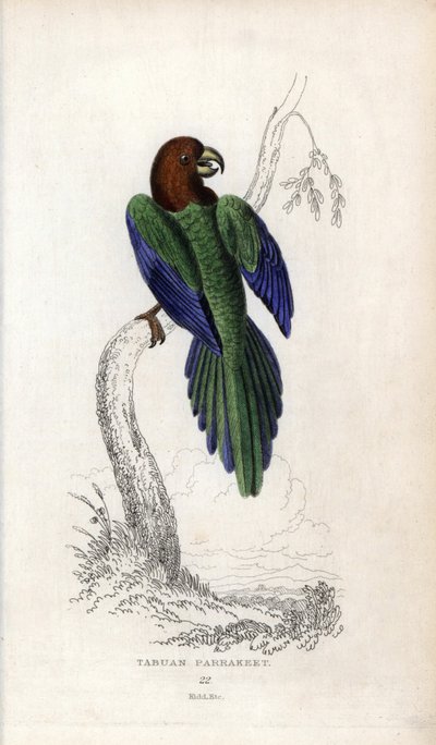Papegaai pumpadour. Lithografie van Joseph Kidd, gebaseerd op een tekening van John Audubon, in Miscellany of Natural History: Parrots, Sir Thomas DiK Lauder en Captain Thomas Brown, gepubliceerd in Edinburgh, Schotland, in 1833 door Unbekannter Künstler