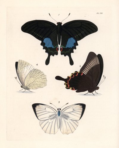 Parijse pauwvlinder, Papilio paris 1,2, en gevlekte emigrant, Catopsilia pyranthe? 3.4. Handgekleurde lithografie uit John O. Westwood
