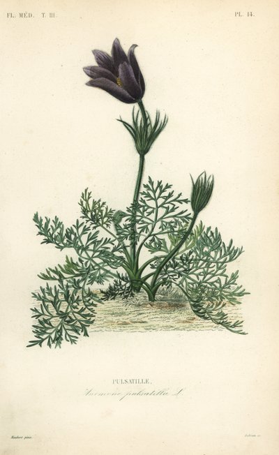 Wildemanskruid of bloedkruid, Anemone pulsatilla, Pulsatille door Unbekannt