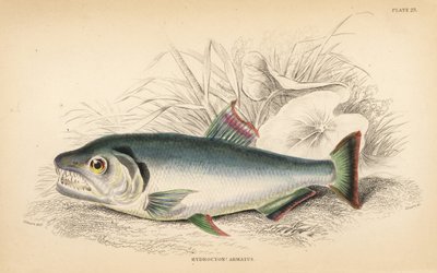 Payara, Hydrolycus armatus (Sterktandige hydrocyon, Hydrocyon? armatus). Handgekleurde staalgravure door W.H. Lizars naar een illustratie van James Stewart uit Robert Schomburg