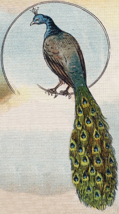 Pauw. Gravure in "Alfabet van mijn kleine meisje". Bernardin-Bechet en Fils, boekhandel-uitgevers, Parijs, circa 1895. door Unbekannt