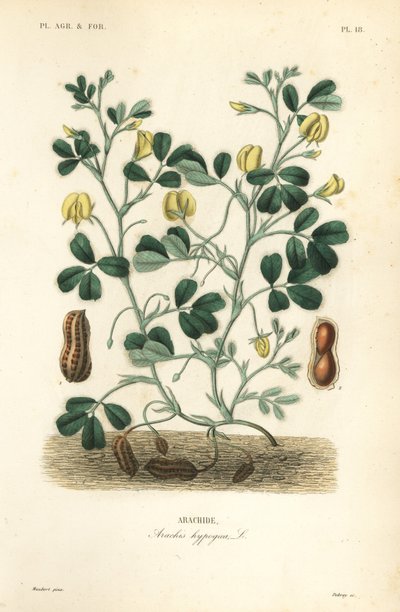Pinda of aardnoot, Arachis hypogaea door Unbekannt