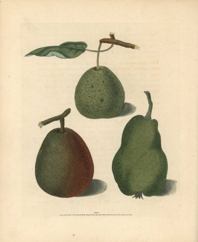 Peer variëteiten, Pyrus communis: Cressan, Gansell