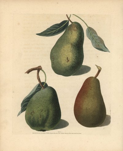 Peer variëteiten, Pyrus communis: Saint Germain, Colmar en Brown Beuree door Unbekannter Künstler