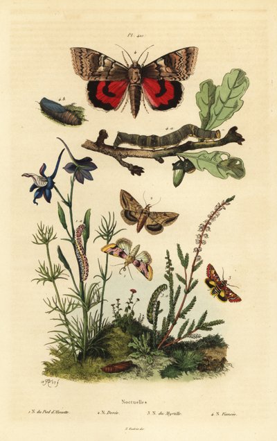 Pease bloesem, Periphanes delphinii, katoenbollworm, Helicoverpa armigera, gele ondervleugel, Anarta myrtilli, en grote gele ondervleugel, Noctua pronuba, larve en pop door Unbekannt