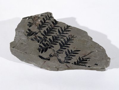 Pecopteris (Gymnosperm Frond) gevonden in Camerton, Somerset, Boven-Carboon periode door Unbekannt
