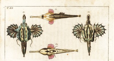 Pegase (of kleine drakenvissen) - langstaartige vlindervis - Korte drakenvissen, Eurypegasus draconis 59,60, en langstaartige zeemond, Pegasus volitans 61,62. Handgekleurde koperplaat gravure uit Gottlieb Tobias Wilhelm