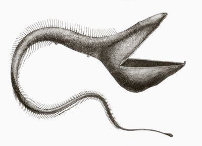 Pelikaanaal of Eurypharynx pelecanoides, een diepzeevis die zelden door mensen wordt gezien, uit 