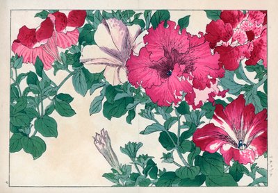 Petunia variëteit (roze en wit). Petunia variëteiten. Handgekleurde houtsnede uit Konan Tanigami