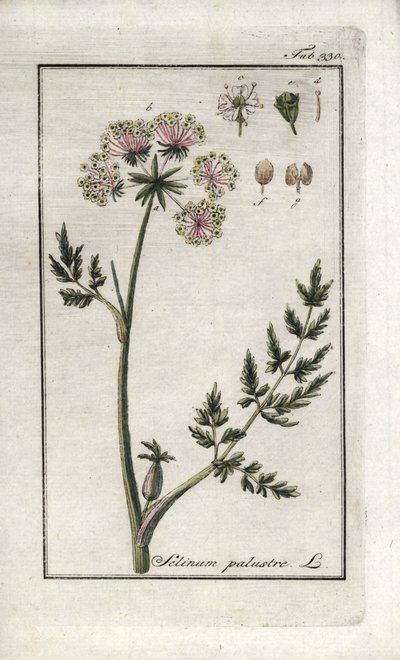 Moeraspeucedaan of moeraspeterselie (Selinum marsh). Lithografie uit 