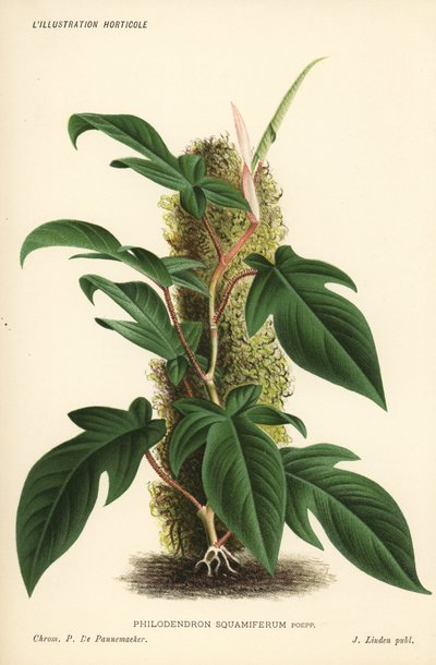 Philodendron squamiferum bladplant. Chromolithografie door Pieter de Pannemaeker uit Jean Linden