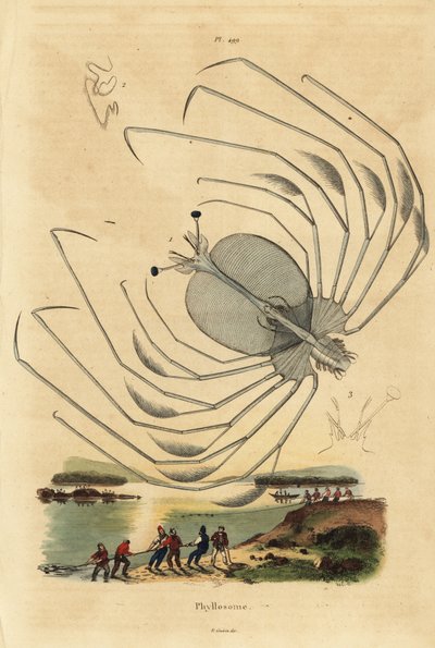 Phyllosoma larvaal stadium van een langoest, Palinurus elephas door Unbekannt