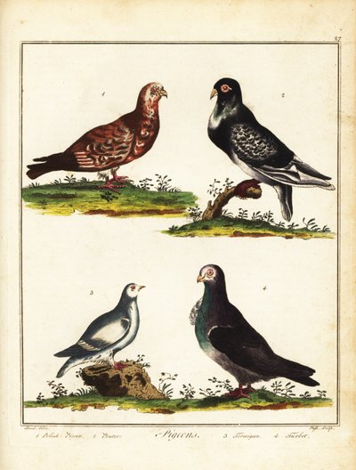 Duiven: Poolse duif, poffer, sneeuwhoen en turbit. 1792 (gravure) door Unbekannter Künstler