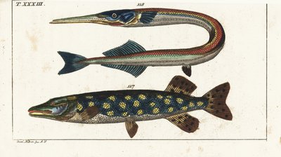 Snoek (of noordelijke snoek) - Orphia - Noordelijke snoek, Esox lucius 117, en zeenaald of geep, Belone belone 118. Handgekleurde kopergravure naar Jacob Nilson uit Gottlieb Tobias Wilhelm