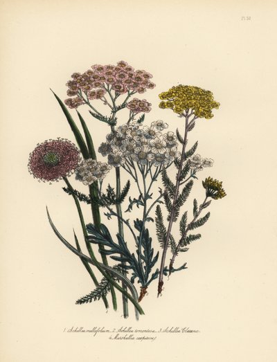 Roze bloeiende duizendblad, Achillea milfolium, gouden duizendblad, Achillea tomentosa, Clavena