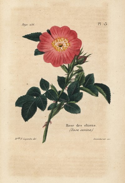 Roze Hond, Hondsroos, Rosa Canina. Handgekleurde lithografie door Lecouturier naar een botanische illustratie door Miss F. Legendre uit Pierre Boitard