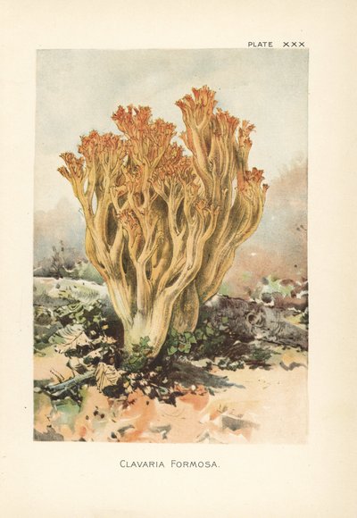 Roze koraalschimmel of mooie clavaria, Ramaria formosa (Clavaria formosa) door Unbekannter Künstler