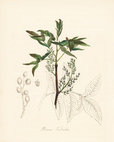 Pistache terpentijnboom - Terebinth boom of chian terpentijnboom, Pistacia terebinthus. Handgekleurde zinkografie door C. Chabot getekend door Miss M. A. Burnett uit haar Plantae Utiliores: or Illustrations of Useful Plants, Whittaker, Londen door Unbekannter Künstler