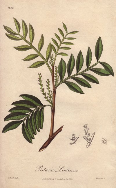 Pistacia lentiscus (Pistacia lentiscus) - Sterk water door William Clarke ter illustratie van 