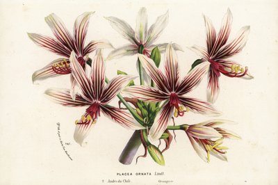 Placea ornata, inheems in Chili. Handgekleurde lithografie uit Louis van Houtte en Charles Lemaire
