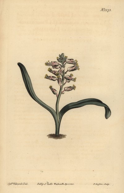 Effenbladige lachenalia, Lachenalia unicolor door Unbekannt