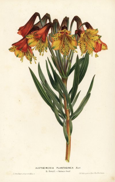 Weegbreebladige alstroemeria, Alstroemeria plantaginea. Brazilië. Handgekleurde lithografie door L. Stroobant uit Louis van Houtte en Charles Lemaire