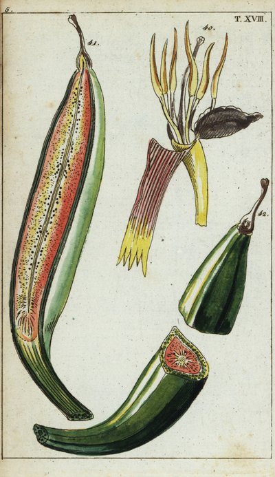 Musa x paradisiaca door Unbekannter Künstler