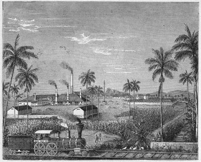 Plantage van suikerriet in Cuba, ca. 1880 door Unbekannter Künstler