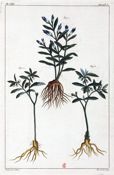 Medicinale planten, China door Unbekannt