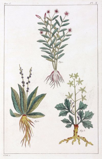 Medicinale planten, China door Unbekannt