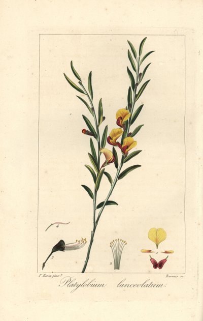 Platylobium lanceolatum, inheems in Australië. Handgekleurde stipple gravure op koper door Barrois naar een botanische illustratie door Pancrace Bessa uit Mordant de Launay