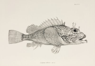 Speler schorpioenvis, ca. 1832-1836 door Unbekannter Künstler