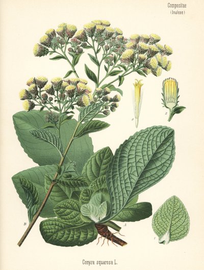 Boerenwormkruid, Inula conyza. Chromolithografie naar een botanische illustratie uit Hermann Adolph Koehler