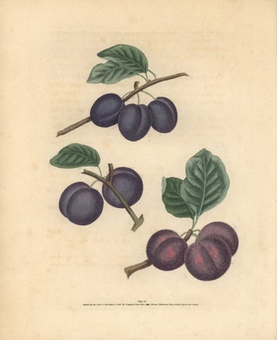 Pruim variëteiten, Prunus domestica: Tours, Lawrane