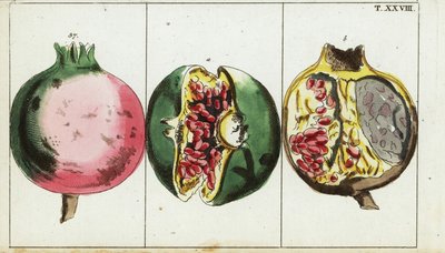Granaatappel, Punica granatum door Unbekannter Künstler