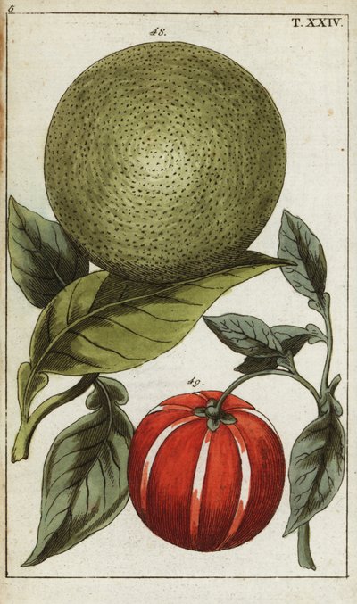 Pomelo of pummelo, Citrus maxima door Unbekannter Künstler