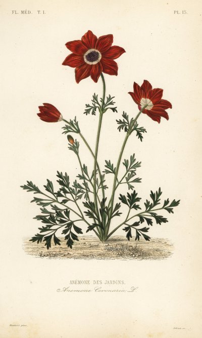 Kroonanemoon of Spaanse goudsbloem, Anemone coronaria door Unbekannt